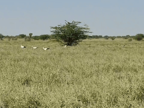 जैसलमेर में पहली बार झुंड में दिखे ‘सफेद सारस’:रेगिस्तान के धोरों में दिखा दुर्लभ नजारा; जीवनभर एक ही जोड़ा बनाकर रहता है