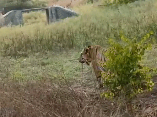 जयपुर में टाइगर और लॉयन सफारी अगले आदेश तक बंद:बारिश और रविवार को हुए हादसे के बाद वन विभाग ने लिया फैसला