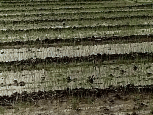 राजस्थान के 11 जिलों में बारिश का अलर्ट:कल भी रहेगा असर, रात में पारा गिरने से बढ़ने लगी सर्दी